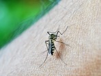 Delhi had recorded 23 dengue cases in January, 16 in February, 22 in March, and 20 in April, the report said. (File image)(Image by Mohamed Nuzrath from Pixabay ) Delhi had recorded 23 dengue cases in January, 16 in February, 22 in March, and 20 in April, the report said. (File image)(Image by Mohamed Nuzrath from Pixabay )