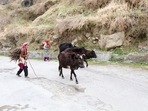 A significant part of a pastoral woman’s identity is derived from her care and responsibility toward the flock. (Shutterstock) A significant part of a pastoral woman’s identity is derived from her care and responsibility toward the flock. (Shutterstock)