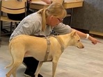 The researchers from the University of Helsinki and Helsinki University Hospital, Finland, trained four dogs to sniff out SARS-CoV-2 in 2020.(Reuters) The researchers from the University of Helsinki and Helsinki University Hospital, Finland, trained four dogs to sniff out SARS-CoV-2 in 2020.(Reuters)
