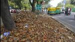 Chandigarh generates around 8 tonnes of horticultural waste per day, but it goes up to 80 tonnes per day during spring and autumn, when trees shed leaves. (HT Photo) Chandigarh generates around 8 tonnes of horticultural waste per day, but it goes up to 80 tonnes per day during spring and autumn, when trees shed leaves. (HT Photo)