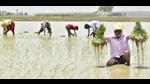 Punjab farmers want to carry out paddy transplantation from June 10 instead of June 18. They also want the fee charged for increasing the power load to be decreased by the Bhagwant Mann-led AAP government. (Sameer Sehgal/HT) Punjab farmers want to carry out paddy transplantation from June 10 instead of June 18. They also want the fee charged for increasing the power load to be decreased by the Bhagwant Mann-led AAP government. (Sameer Sehgal/HT)