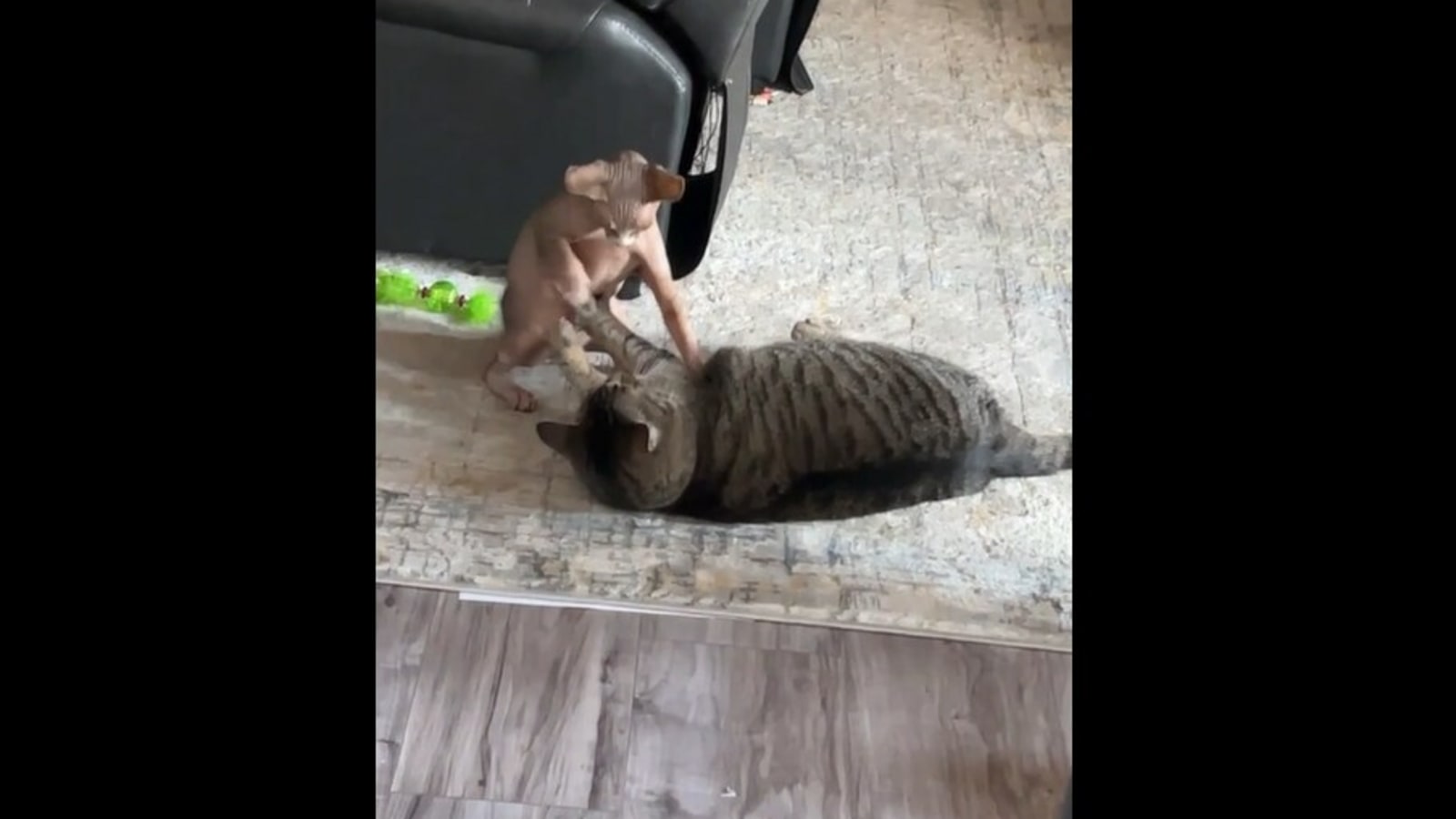 Two pet cats have a play fight, Reddit reacts. Watch hilarious ...