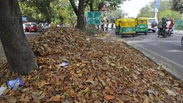 Chandigarh generates around 8 tonnes of horticultural waste per day, but it goes up to 80 tonnes per day during spring and autumn, when trees shed leaves. (HT Photo)