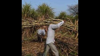 The state will also provide an additional grant of ₹5 per tonne per kilometre for transportation of cane from the fields to the mills (AFP) The state will also provide an additional grant of ₹5 per tonne per kilometre for transportation of cane from the fields to the mills (AFP)