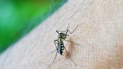 Delhi had recorded 23 dengue cases in January, 16 in February, 22 in March, and 20 in April, the report said. (File image) (Image by Mohamed Nuzrath from Pixabay ) Delhi had recorded 23 dengue cases in January, 16 in February, 22 in March, and 20 in April, the report said. (File image) (Image by Mohamed Nuzrath from Pixabay )