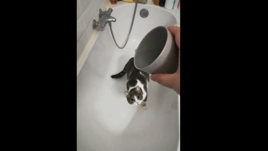 The image, taken from the Reddit video, shows the cat trying to catch the flowing water.&nbsp;(Reddit/@IAMCAV0N)