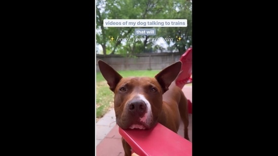 The dog loves to howl whenever it hears a train passing by.&nbsp;(bully.baloo/Instagram)