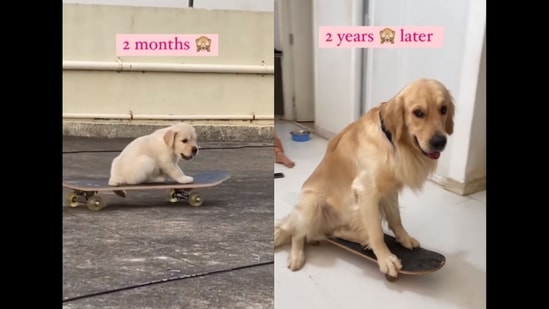 A screengrab of the video of the dog that rides a skateboard. (oscarnkarma/Instagram) A screengrab of the video of the dog that rides a skateboard. (oscarnkarma/Instagram)