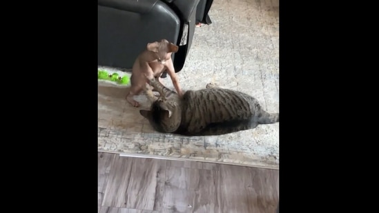 The two cats having a play fight in this Reddit video.&nbsp;(Reddit/@TheRK800)