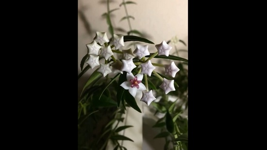 The image is taken from the timelapse Instagram video that shows the flowers blooming one by one.(Instagram/@the_cheeky_seedling)