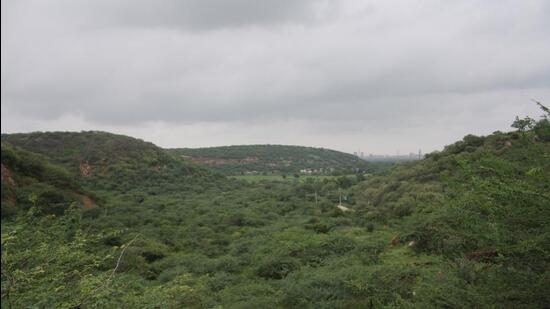 Last year, the Municipal Corporation of Gurugram planted 31,059 saplings and 1,93,523 shrubs. (Representative photo)