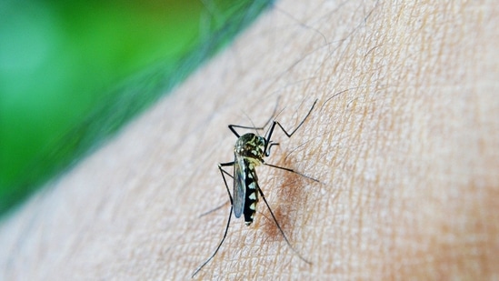 Delhi had recorded 23 dengue cases in January, 16 in February, 22 in March, and 20 in April, the report said. (File image)(Image by Mohamed Nuzrath from Pixabay )
