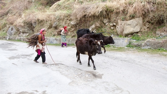 A significant part of a pastoral woman’s identity is derived from her care and responsibility toward the flock.&nbsp;(Shutterstock)