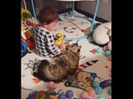 The cat soothes the crying baby in the video.(Screengrab (Reddit))