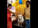 The dog gets an aarti during its very Indian birthday celebrations. (instagram/@the_good_lab_chiku)