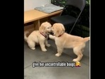 The little puppy reacts awkwardly in front of his crush. (goldengirl_xena/Instagram) The little puppy reacts awkwardly in front of his crush. (goldengirl_xena/Instagram)
