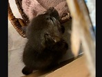 The rescued baby fox who was thought to be a kitten by a California woman. (facebook/Rocklin Police Department) The rescued baby fox who was thought to be a kitten by a California woman. (facebook/Rocklin Police Department)