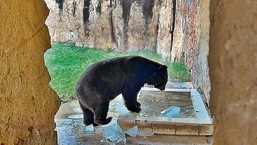 Delhi’s National Zoological Park, has made several arrangements to make the summer bearable for the animals. Even glucose powder is on their menu for the bear, to help them face the searing heat. And their pool gets filled with ice along with water, to help them keep the heat at bay.