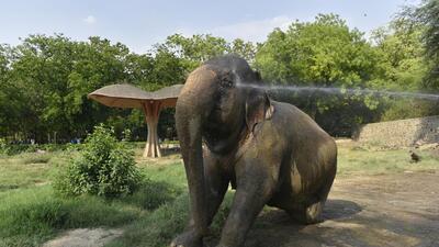 Forest officials said not only is the sale of the animal illegal, as per the Wildlife Protection Act, 1984, but the elephant is also the property of the Delhi government and not a private individual. (Picture for representation only/HT Archive) Forest officials said not only is the sale of the animal illegal, as per the Wildlife Protection Act, 1984, but the elephant is also the property of the Delhi government and not a private individual. (Picture for representation only/HT Archive)