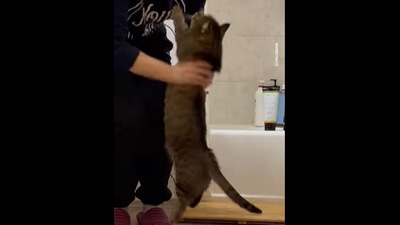 The catto gets picked up by its mom after asking to be, in this Instagram video. (Instagram/@ringodanyan) The catto gets picked up by its mom after asking to be, in this Instagram video. (Instagram/@ringodanyan)