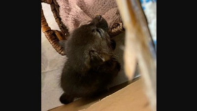 The rescued baby fox who was thought to be a kitten by a California woman.&nbsp; (facebook/Rocklin Police Department)