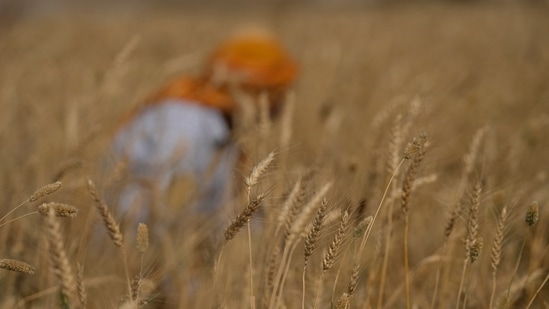 Jamaican commerce minister Aubyn Hill's comments over wheat imports come as India on May 14 temporarily suspended wheat exports in an apparent bid to curb the local price surge.(AP) Jamaican commerce minister Aubyn Hill's comments over wheat imports come as India on May 14 temporarily suspended wheat exports in an apparent bid to curb the local price surge.(AP)
