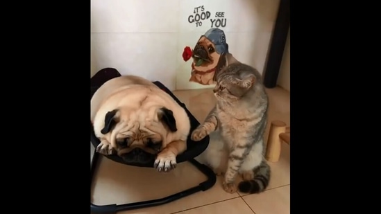 The image, taken from the Instagram video, shows the cat rocking the dog.(Instagram/@meowed)