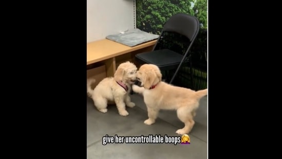 The little puppy reacts awkwardly in front of his crush. (goldengirl_xena/Instagram) The little puppy reacts awkwardly in front of his crush. (goldengirl_xena/Instagram)