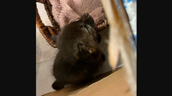 The rescued baby fox who was thought to be a kitten by a California woman.&nbsp;(facebook/Rocklin Police Department)