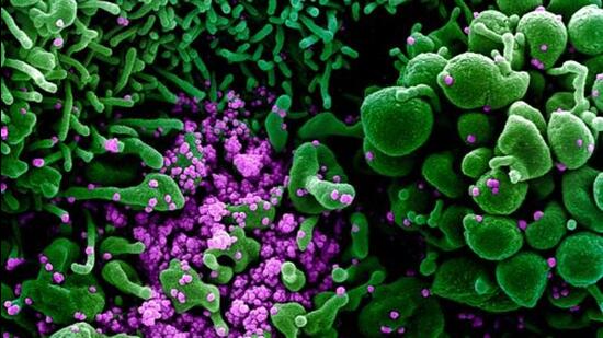 Chandigarh tricity area reported 24 fresh Covid cases. (via REUTERS)