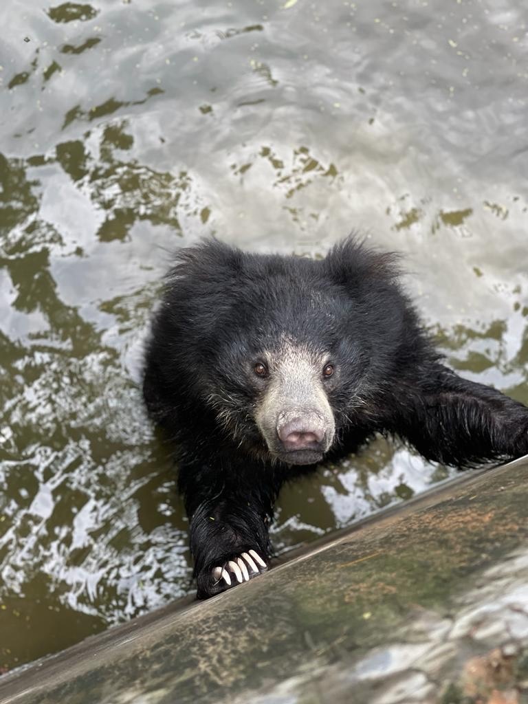 Bear takes a coop dip in the pool. Bear takes a coop dip in the pool.