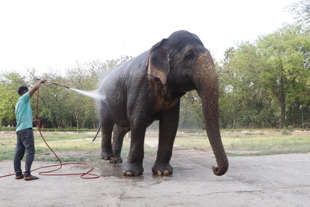 Laxmi, from the popular elephant duo Laxmi-Hira, can be seen enjoying a bath. (Photo: Dhruv Sethi/HT) Laxmi, from the popular elephant duo Laxmi-Hira, can be seen enjoying a bath. (Photo: Dhruv Sethi/HT)