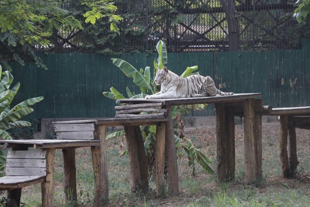 White tigress Rani lounges in the open, making for a sight to behold. (Photo: Dhruv Sethi/HT) White tigress Rani lounges in the open, making for a sight to behold. (Photo: Dhruv Sethi/HT)