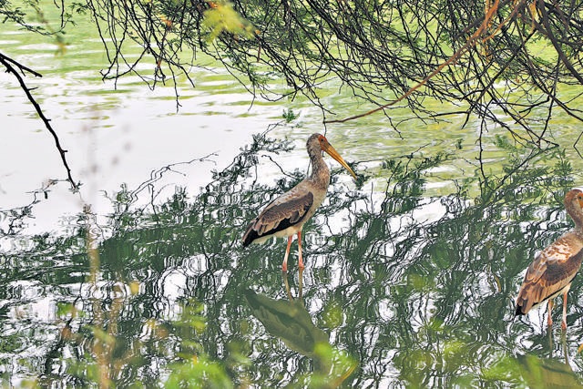 Painted stork and black cormorants can be spotted sitting by the wetland, and make for a picturesque sight for those looking for some Insta worthy clicks. (Photo: Dhruv Sethi/HT) Painted stork and black cormorants can be spotted sitting by the wetland, and make for a picturesque sight for those looking for some Insta worthy clicks. (Photo: Dhruv Sethi/HT)
