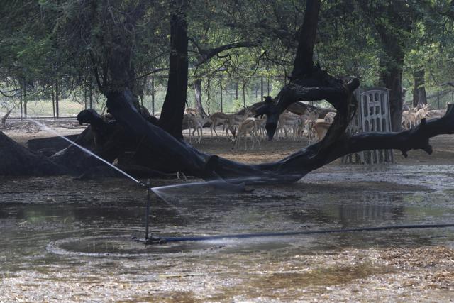 Number of water sprinklers for the black bucks have been increased. (Photo: Dhruv Sethi/HT) Number of water sprinklers for the black bucks have been increased. (Photo: Dhruv Sethi/HT)