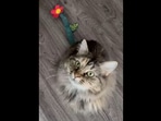 This cat needed tail bandages and its human git creative with it in this Instagram video. (Instagram/@maplexfern) This cat needed tail bandages and its human git creative with it in this Instagram video. (Instagram/@maplexfern)