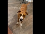 The dog tries to be vicious but fails in its attempt miserably. (harveytherescue/Instagram ) The dog tries to be vicious but fails in its attempt miserably. (harveytherescue/Instagram )