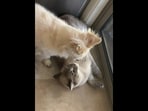 The dog can be seen lovingly grooming its cat sibling in this Reddit video. (Reddit/@TimidFoxieFox)