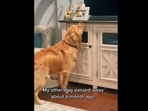 The golden retriever misses the dog that passed away and it's really heart-wrenching to watch. (beaunosebones/Instagram) The golden retriever misses the dog that passed away and it's really heart-wrenching to watch. (beaunosebones/Instagram)