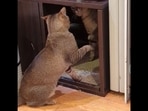 This cat video will leave you confused and amused. (oniree/Reddit) This cat video will leave you confused and amused. (oniree/Reddit)