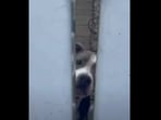 The Pitbull doggo whose bark sounds like a car engine in this Instagram video.&nbsp;