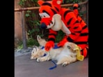 The video shows the dog getting belly rubs from her favourite cartoon character Tigger.(Screengrab)