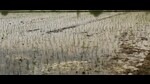 As per the reports, farmers were seen pumping out groundwater and flooding their fields in Samora, Ramba, Salaru, Sangoha, Sangohi, Darar, Churni and Bibipur villages of Indri block in district in lack of action by authorities. (HT Photo) As per the reports, farmers were seen pumping out groundwater and flooding their fields in Samora, Ramba, Salaru, Sangoha, Sangohi, Darar, Churni and Bibipur villages of Indri block in district in lack of action by authorities. (HT Photo)