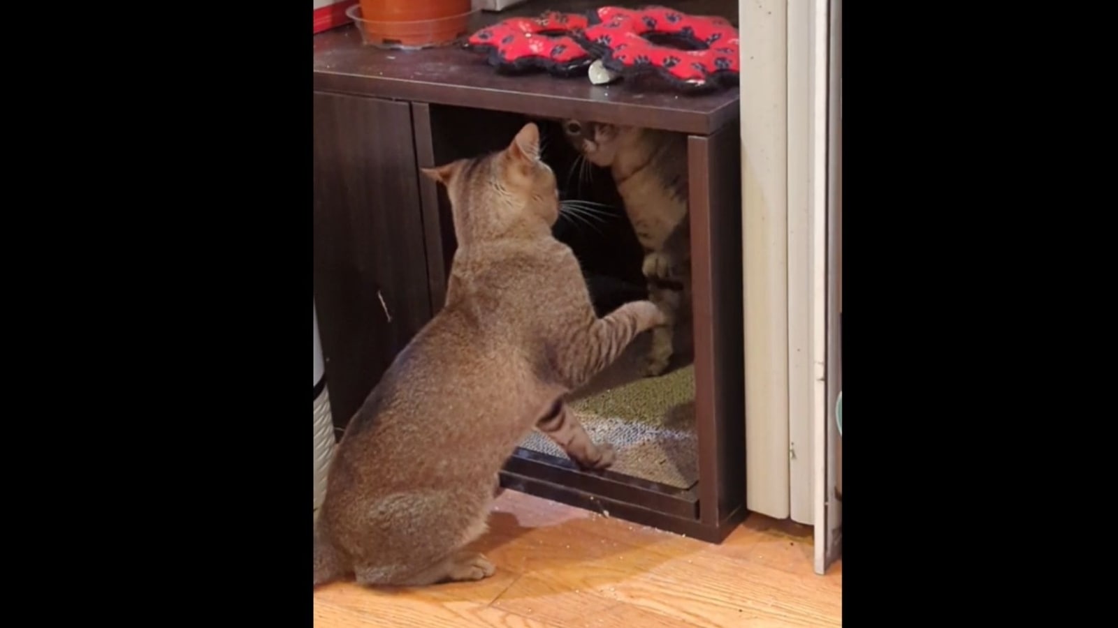 Mirror image or sync level pro: This cat video may leave you confused and amused