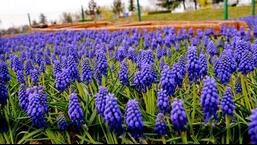 A mega flower show is being organized by the floriculture department wherein hundreds of growers from across the Valley will be displaying flowers, cut flowers, pot plants, novelties and ornamental plants at the Srinagar's picturesque Botanical Garden.  (ANI Photo for representational purpose)