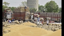 Punjab farmers stocking up wheat in hopes to sell at higher price later (HT FILE) Punjab farmers stocking up wheat in hopes to sell at higher price later (HT FILE)