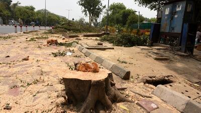 29,946 trees were cut in the city over the past three years. (HT Archive) 29,946 trees were cut in the city over the past three years. (HT Archive)