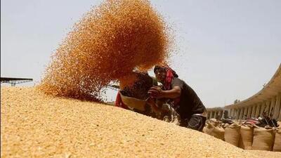 India will consider shipment requests by foreign governments which face a dire food crisis and fulfill the country’s global commitments, an official said. (REUTERS/File Photo) India will consider shipment requests by foreign governments which face a dire food crisis and fulfill the country’s global commitments, an official said. (REUTERS/File Photo)