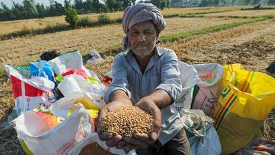 A scorching summer in several wheat growing states cut yields by up to 20%, prompting the government to pare its estimates of the winter staple after five straight years of record harvest. (PTI) A scorching summer in several wheat growing states cut yields by up to 20%, prompting the government to pare its estimates of the winter staple after five straight years of record harvest. (PTI)