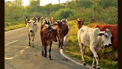 Chandigarh MC commissioner says those violating norms are being challaned regularly, but the civic body’s cattle pounds are already filled to the brim. (Sanjeev Sharma/HT) Chandigarh MC commissioner says those violating norms are being challaned regularly, but the civic body’s cattle pounds are already filled to the brim. (Sanjeev Sharma/HT)